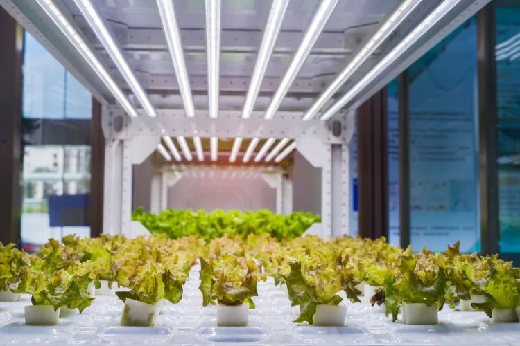 LED Light And LED Grow Light: Ways To Tell Them Apart
