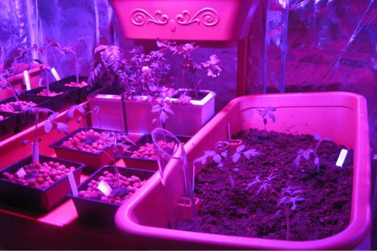 What Size Grow Light Do I Need? A Detailed Answer For You