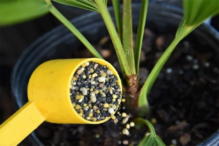 When Should You Fertilize Palm Trees? The Answer Here