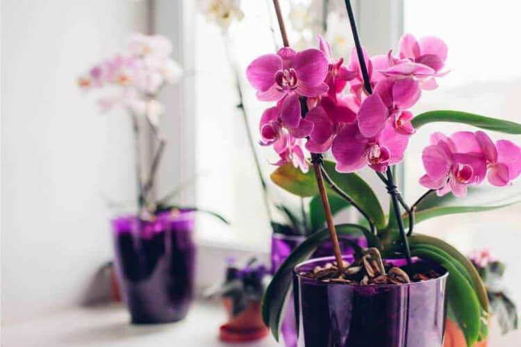 When Should You Fertilize Orchids? (Two Ideal Seasons)