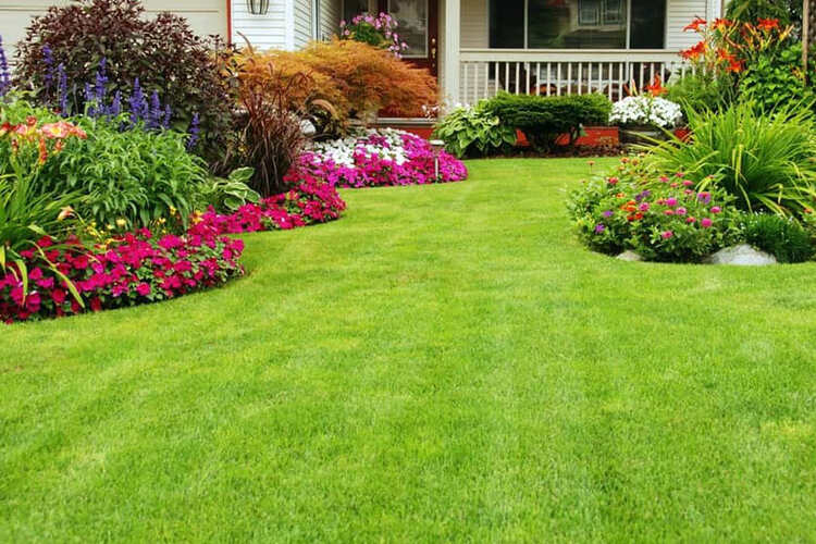 When to Fertilize Bermuda Grass: Secrets Of A Vibrant Yard