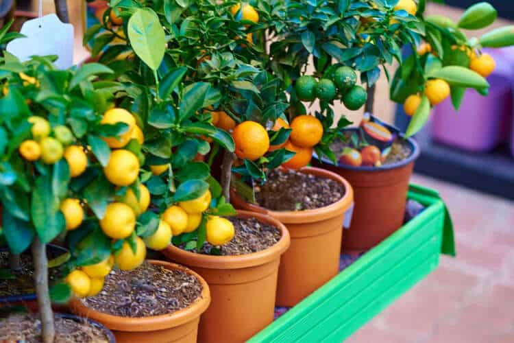 When to Fertilize Citrus Trees in Pots: Secret To Thriving