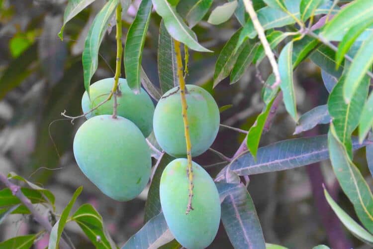 When Should I Fertilize My Mango Tree? (The Best Seasons)