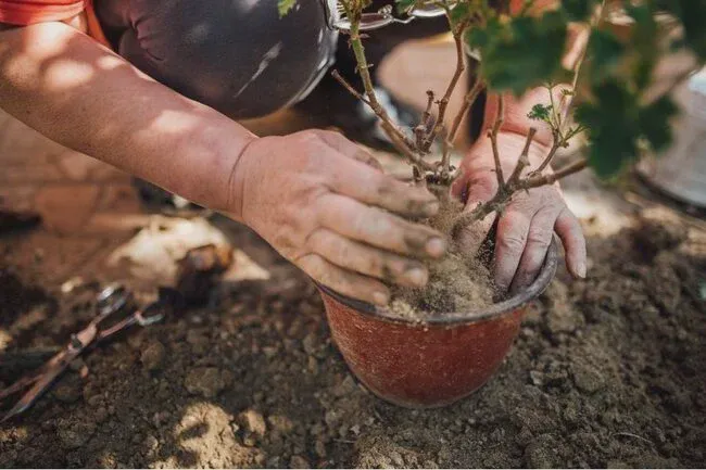 You should have pot, soil, and other items