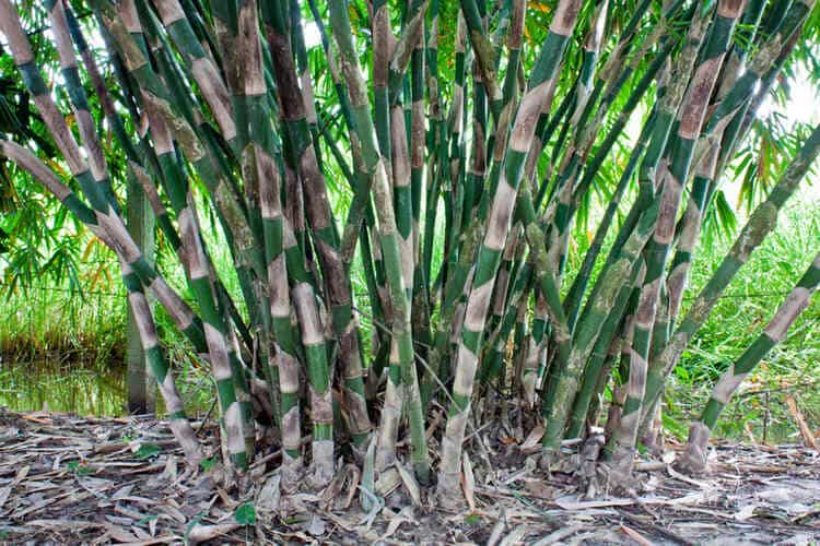 When Should I Fertilize Clumping Bamboo? Tips To Keep Green
