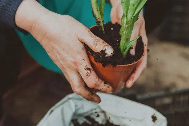 NPK is the most important nutritional content for your crop