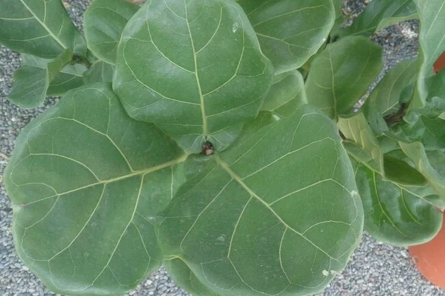 Houseplants provide garden-like experience without large homes.