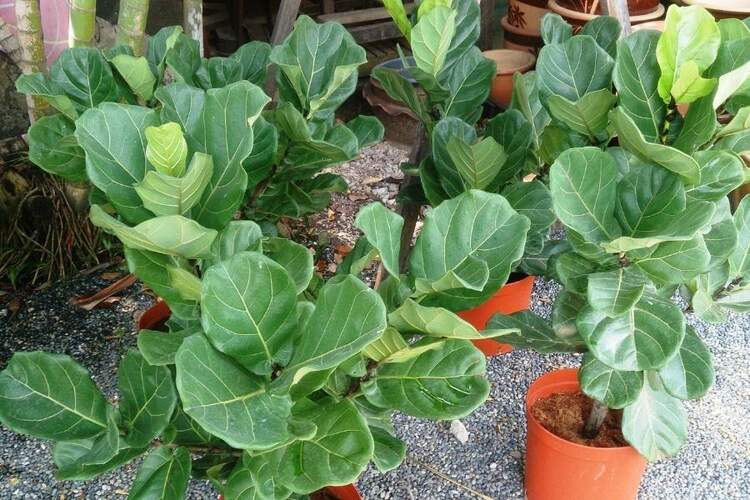 When To Repot Fiddle Leaf Fig? The Right Time To Repot