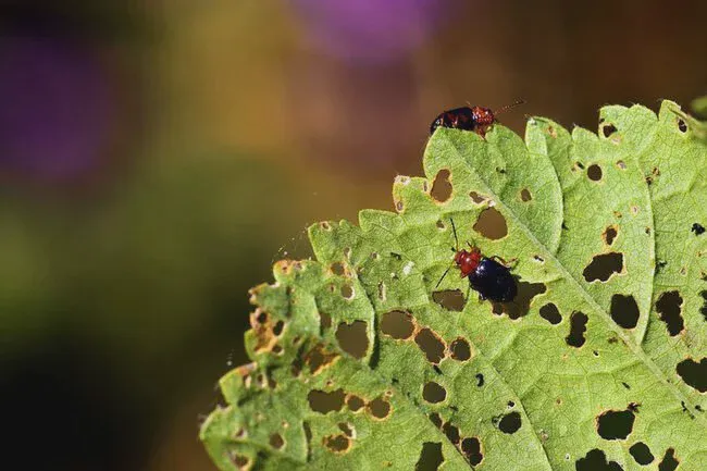 Try to avoid pests in plants