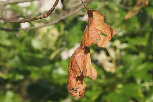 Over-fertilizing may ruin your tree