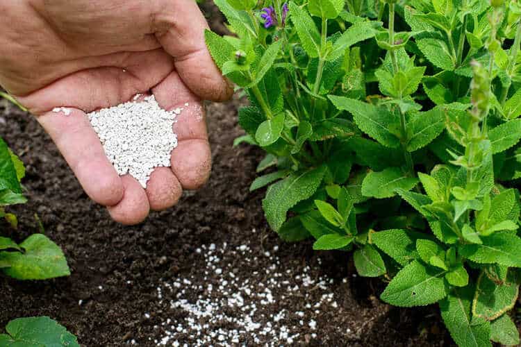 Which Fertilizer Makes Plants Grow Faster? The Booster Type