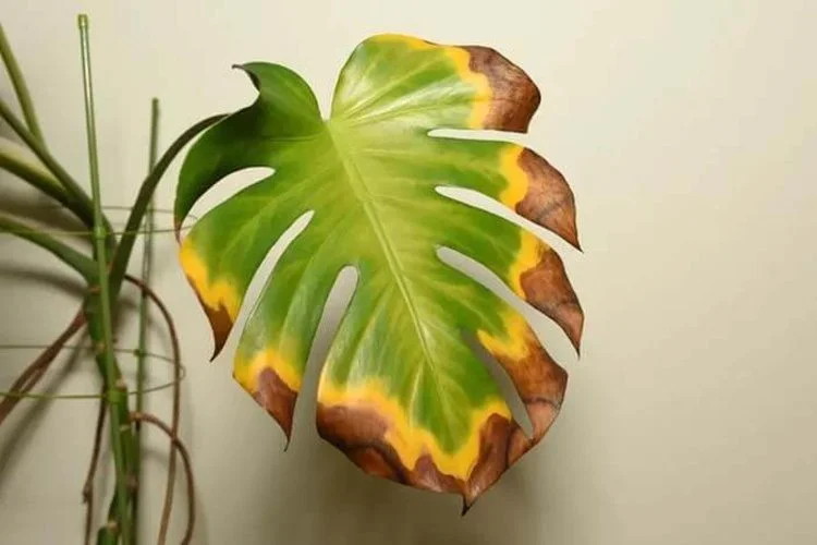 Why Are My Monstera Leaves Turning Brown? 6 Main Causes