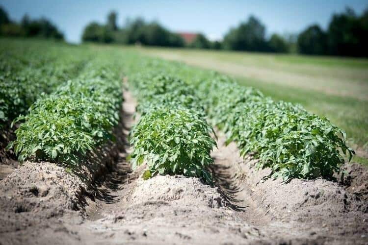 When to Stop Watering Potatoes: Timing & Harvest Tips
