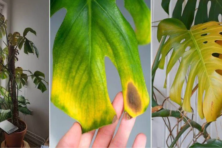 Why Are Monstera Leaves Turning Yellow? From A to Z