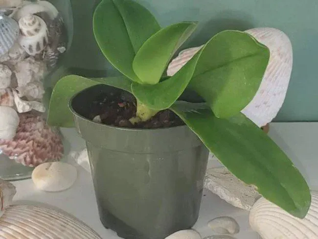 Orchid leaves curl up following the light source