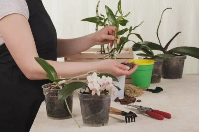Check and repot orchids to help them grow stably.