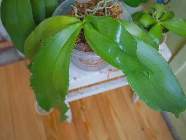 Orchid Leaves Drooping