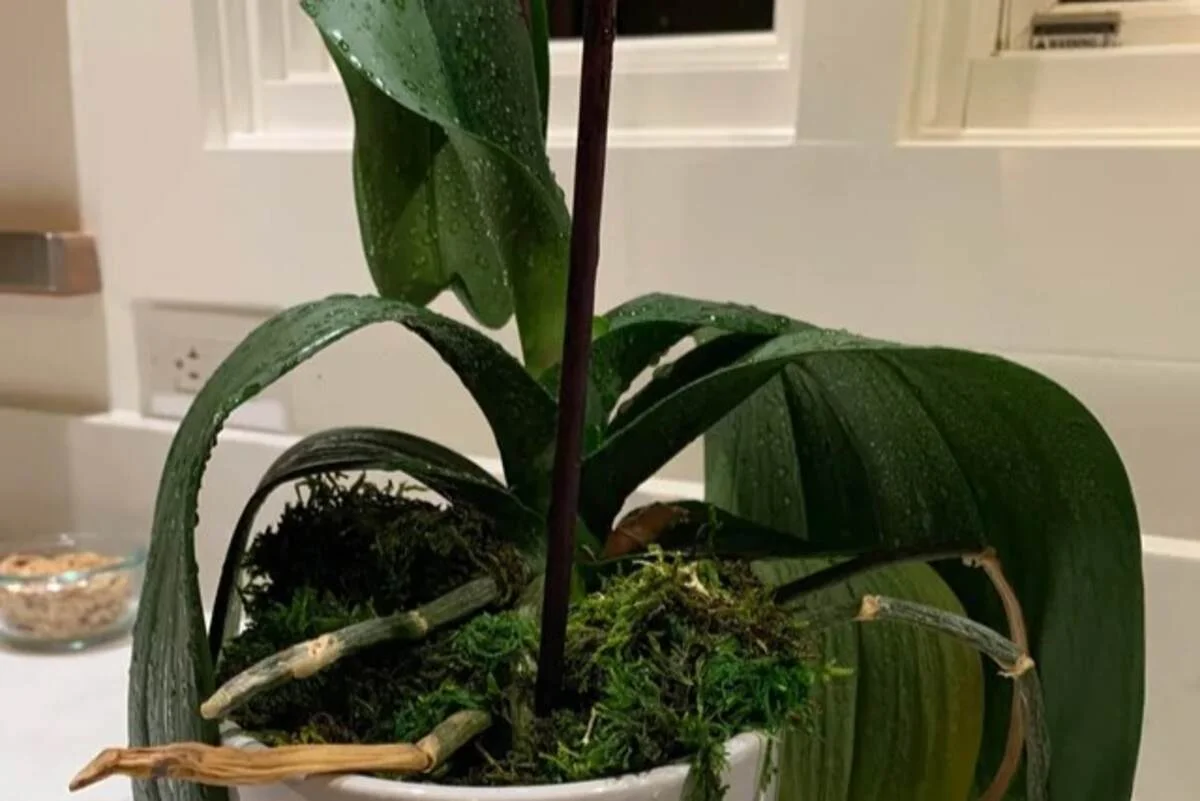 Why Are My Orchid Leaves Curling: 6 Reasons Must Know