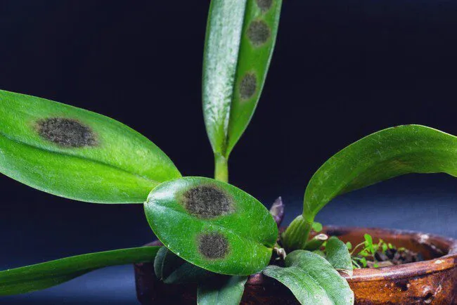 An Orchid infected with a black spot