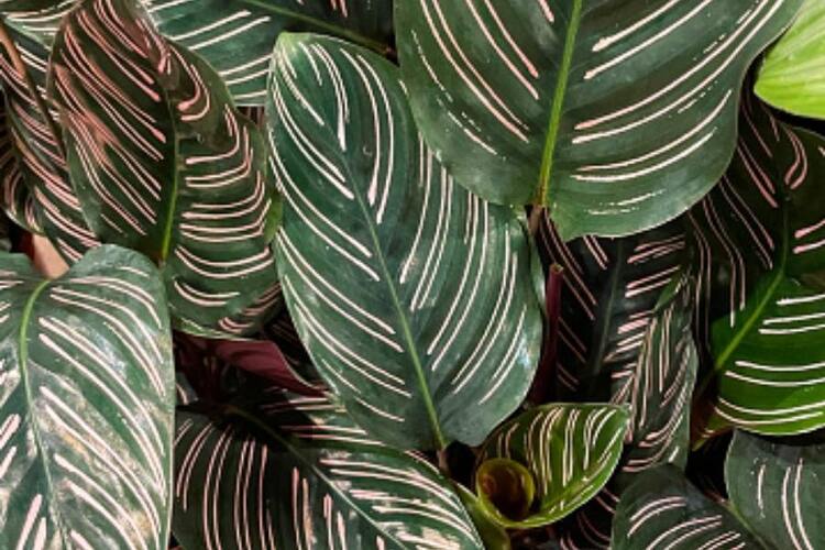 Why Are My Calathea Leaves Curling? Reasons & How To Fix