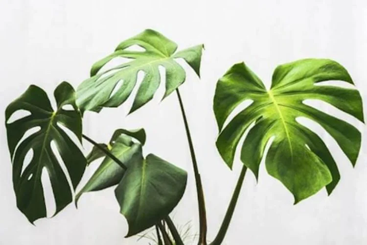 Why Are My Monstera Leaves Curling: 7 Possible Causes