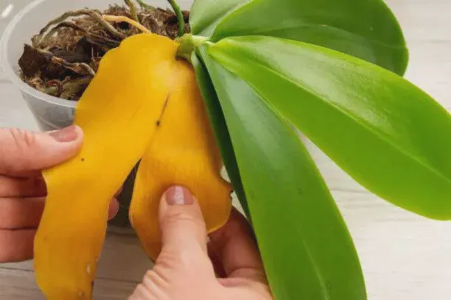 Orchid leaves can split due to various factors