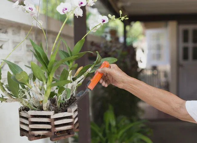 Applying fertilizer to orchid plants