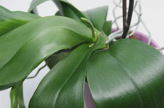 Regulate orchid growing conditions using temperature, humidity, watering, and fertilizer.
