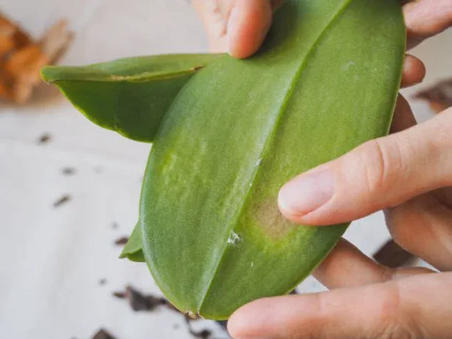 Fertilized regularly during their active growing season