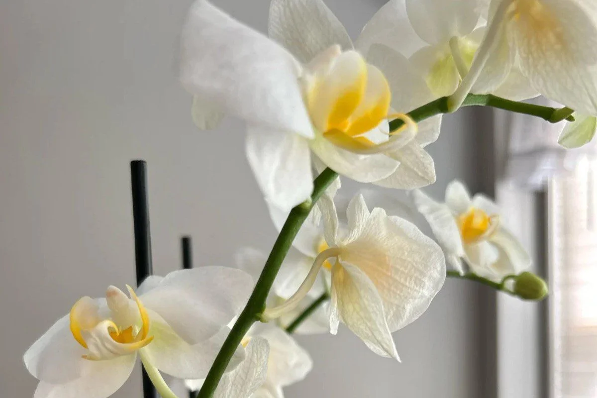 Why Are My Orchid Leaves Drooping: 6 Truths You Need To Know