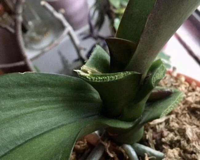 Why Are My Orchid Leaves Splitting: Guides For Beginners