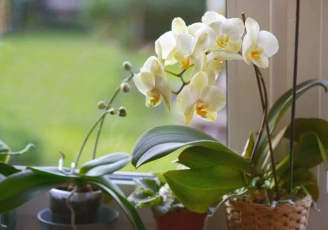 Why Are My Orchid Leaves Wrinkled: Know The Truth!