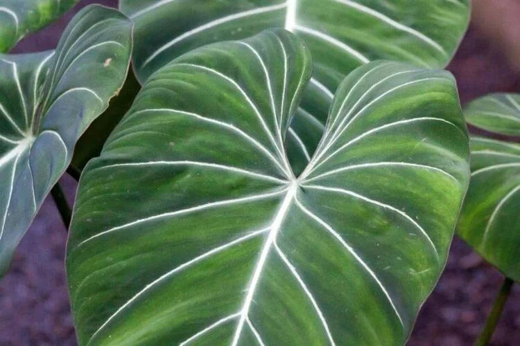 Why Are My Philodendron Leaves Curling? Common Reasons