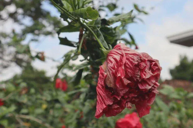 Wilted red hibiscus flower