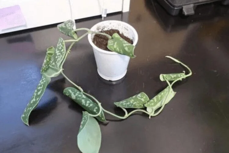 Why Are My Satin Pothos Leaves Curling? (4 Main Causes)