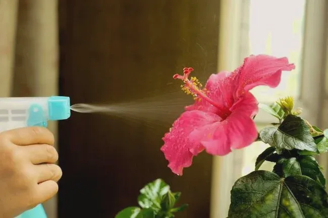 Water sprayed over hibiscus leaves and flowers