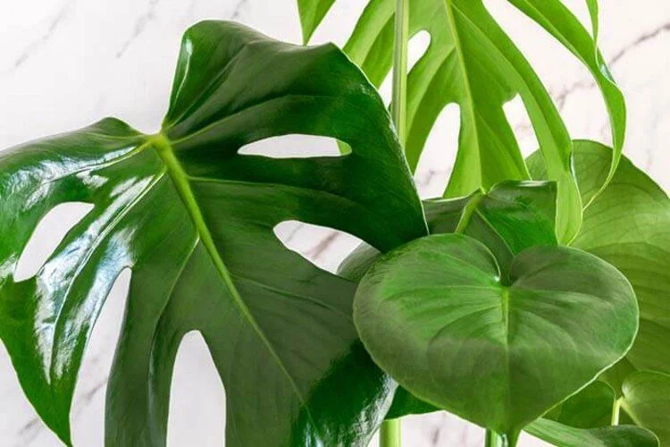 Why Is My Monstera Drooping? Click For The Main Causes