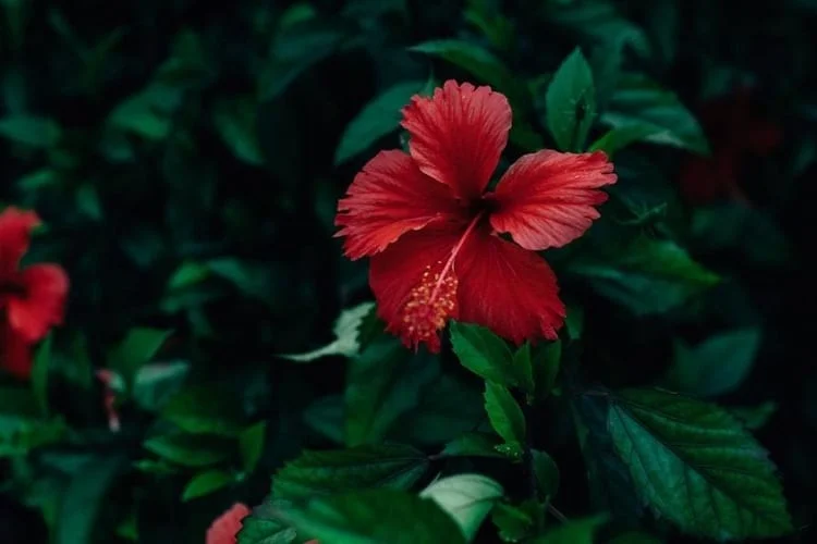 Why Is My Hibiscus Wilting: 6 Main Reasons