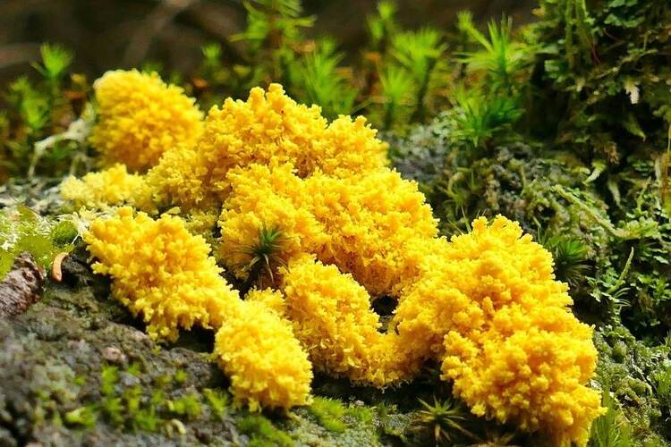 Why Do You Have Yellow Mold In Plant Soil? 6 Root Causes