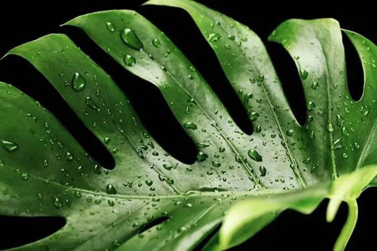 Monstera Dripping Water Phenomenon: How To Deal With It?
