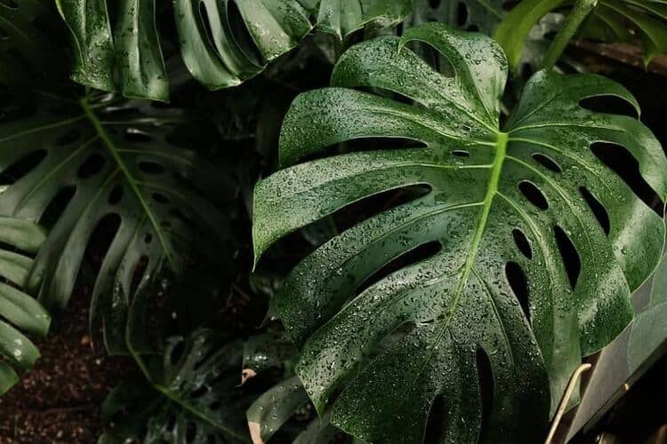 Why Is My Monstera Sweating? 3 Main Causes & How To Help