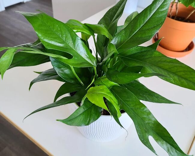 Baltic Blue Pothos