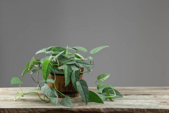 Cebu Blue Pothos