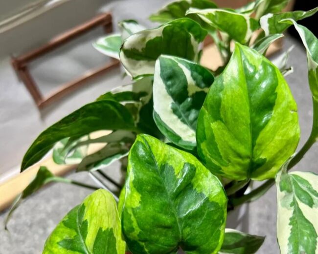Emerald Pothos
