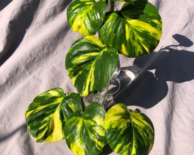 Hawaiian Pothos