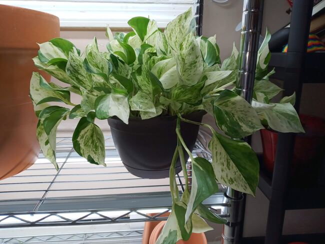 Manjula Pothos