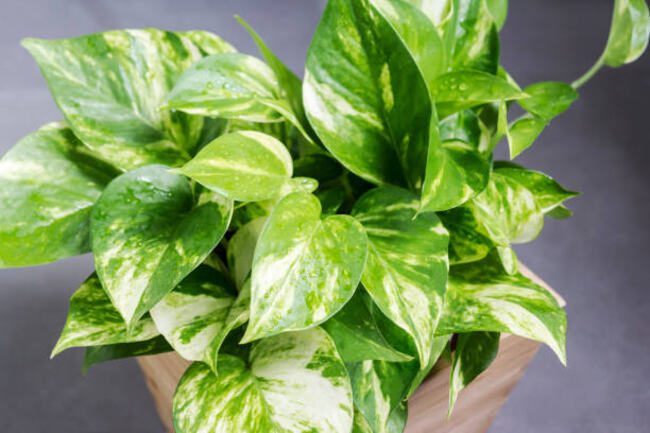 Marble Queen Pothos