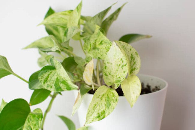 Snow Queen Pothos