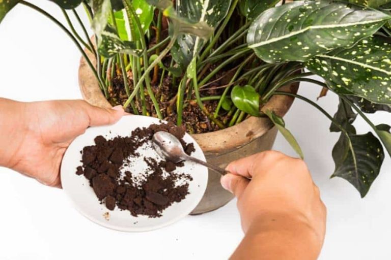 Are Coffee Grounds Good For Succulents - 3 Easy Tips