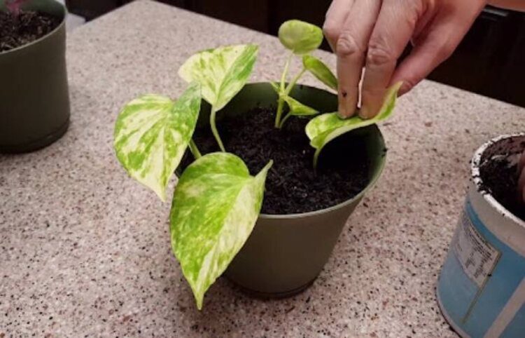 Propagate pothos plant during active growth, spring-summer.